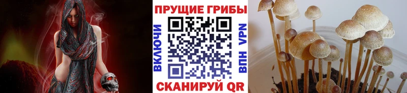 где найти   Кедровый  Галлюциногенные грибы мухоморы 